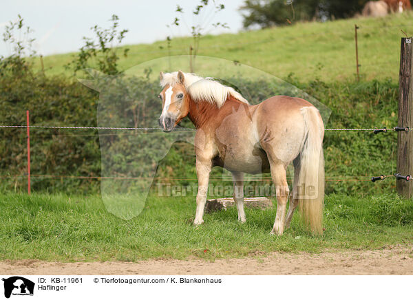 Haflinger / Haflinger / KB-11961