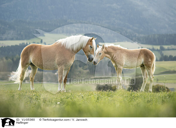 Haflinger / Haflinger / VJ-05360