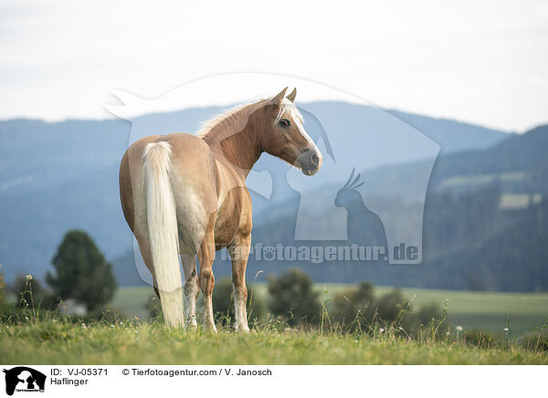 Haflinger / Haflinger / VJ-05371