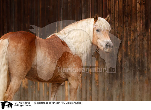 Haflinger / Haflinger horse / KB-13666