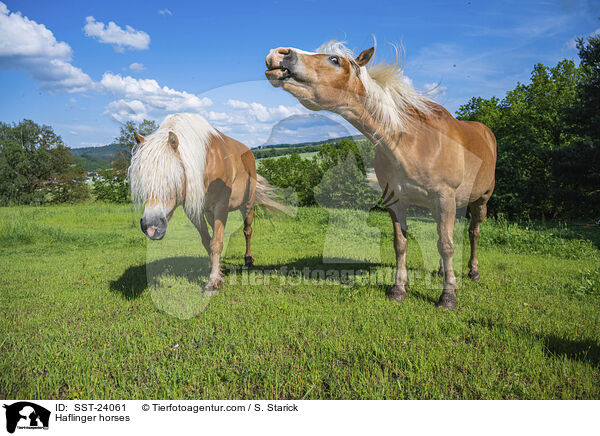 Haflinger horses / SST-24061