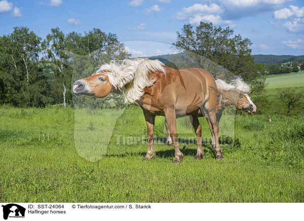 Haflinger / Haflinger horses / SST-24064