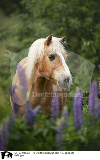 Haflinger / Haflinger / VJ-05533