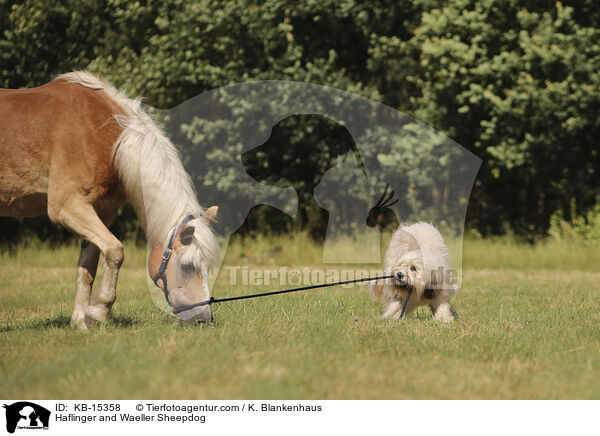 Haflinger und Wller / Haflinger and Waeller Sheepdog / KB-15358