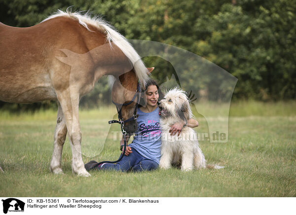 Haflinger und Wller / Haflinger and Waeller Sheepdog / KB-15361