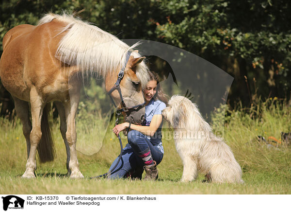 Haflinger und Wller / Haflinger and Waeller Sheepdog / KB-15370