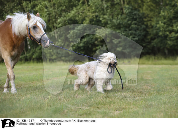 Haflinger und Wller / Haflinger and Waeller Sheepdog / KB-15371