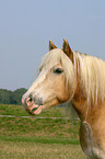 Haflinger Portrait