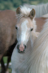 Haflinger foal