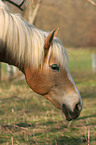 Haflinger horse Portrait