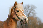 Haflinger