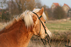 Haflinger