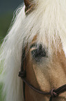 horse eye