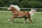 running Haflinger