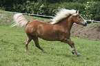 running Haflinger