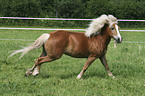 running Haflinger