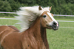 Haflinger Portrait