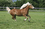 running Haflinger