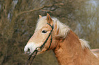 Haflinger Portrait