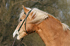 Haflinger Portrait