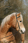 Haflinger Portrait