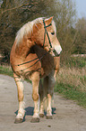 Haflinger