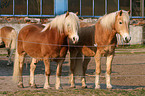 Haflinger