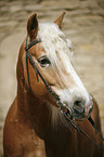 Haflinger Portrait