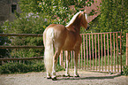 standing horse