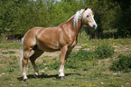 standing horse