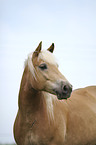 Haflinger