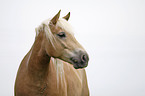 Haflinger