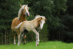 Haflinger mare with foal