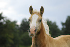 Haflinger