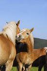 Haflinger