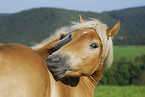 Haflinger