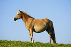 Haflinger