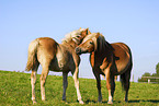 Haflinger mare with foal