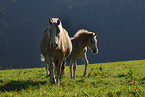 Haflinger mare with foal