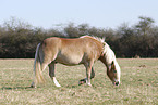 snuffling horse