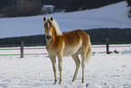 Haflinger in winter