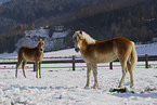 Haflinger in winter