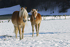 Haflinger in winter