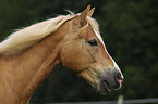 Haflinger Portrait