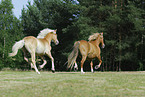 Haflinger on meadow