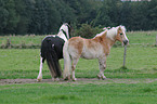 Haflinger