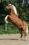 rearing Haflinger