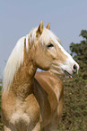 haflinger horse portrait