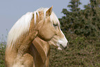 haflinger horse portrait