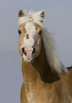 Haflinger horse portrait